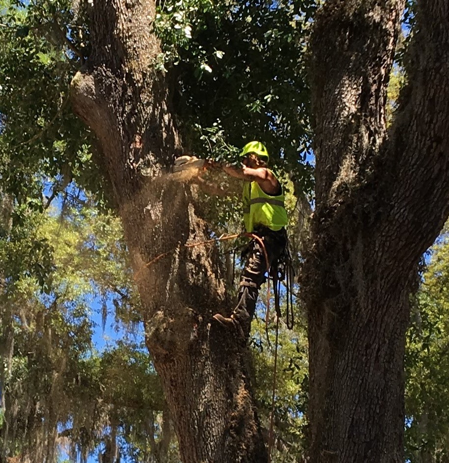 Removing a hazardous tree with a chainsaw.