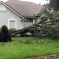 Tree Removal in Green Cove Springs, FL