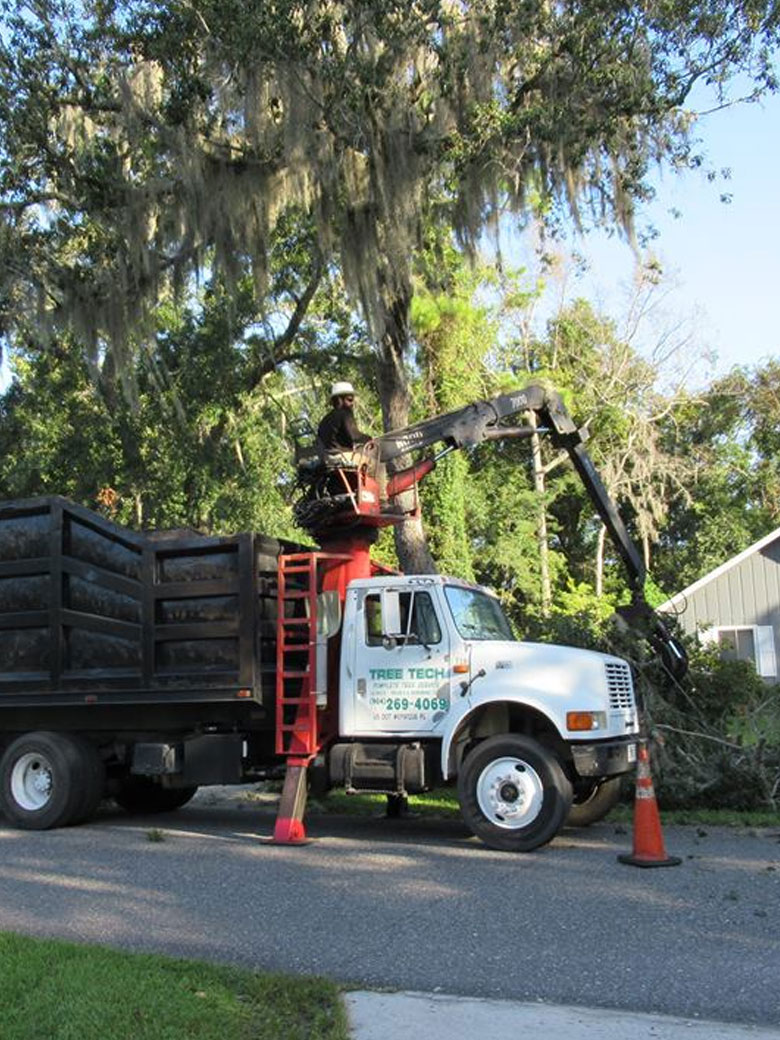 Tree Services in Green Cove Springs, FL